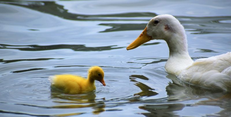 白鳥とひよこの親子